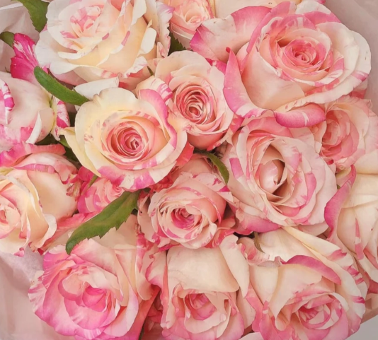 নিশাং রোজ Nishang Rose