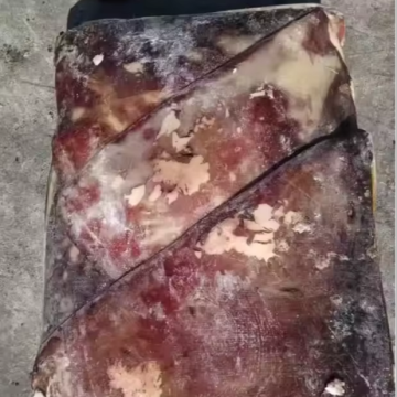 Organic Frozen Squid Wings