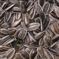 Organic sunflower seeds 5009 sunflower seeds white sunflower seeds