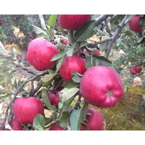 En İyi Kalite ile Red Delicious Huaniu Apple