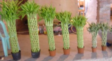 BONSAI- lucky bamboo nursery