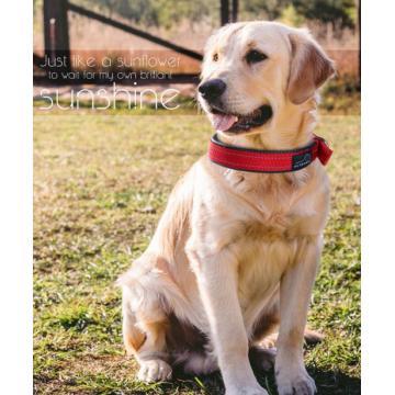 バックルと柔らかいパッド入りの犬の襟