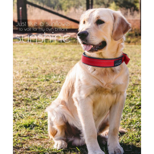 Coleira de cachorro acolchoada suave com fivela