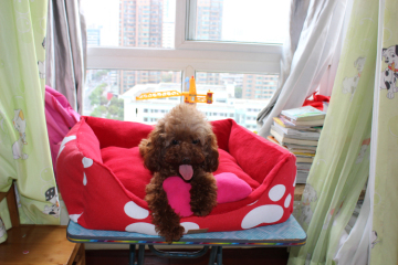 dog camping bed in china