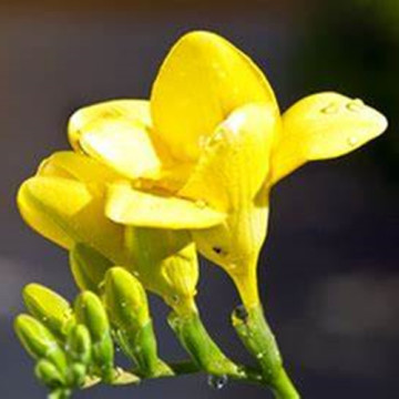 High Concentrated Freesia Fragrance Oil