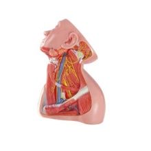 DARHMMY Natural Large Anatomical Model for Cervical Nerve Study in Medical Science