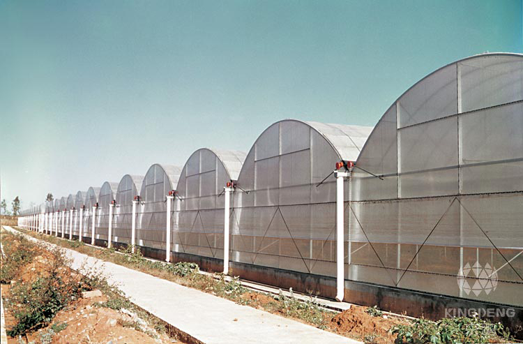 Agriculture Multi Span Film Greenhouse