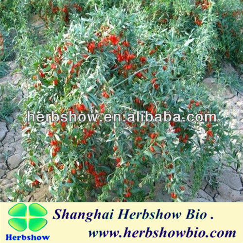 China Ningxia Goji seeds for cultivating