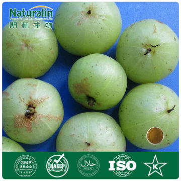 Fructus phyllanthi extract