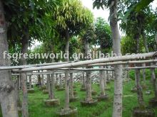 Mangifera grafted landscaping trees