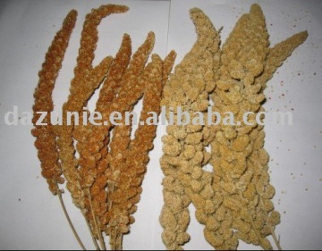 Millet Sprays