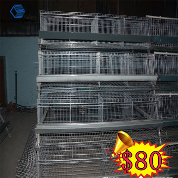poultry farming business plan with bird cage