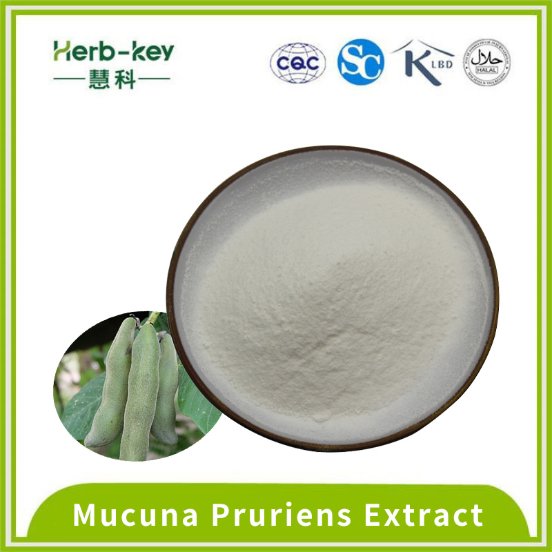 Mucuna Pruriens Extract contains 98% L-dopa