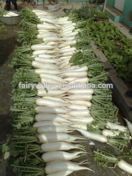 High Sweet High Juicy Chinese Radish Seed