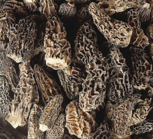 Toadstool topgrade mushroom morel