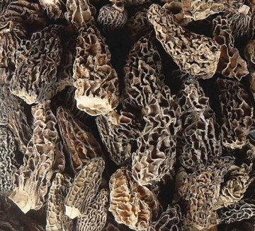 Toadstool topgrade mushroom morel