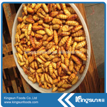 New Arrive Food Silkworm On Sale