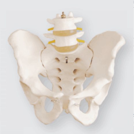 Life-Size Pelvis dengan 2 lembar Lumbar Vertebrae