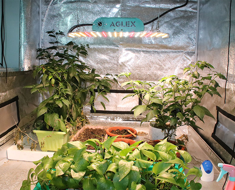 Veg LED Grow Light για λαχανικά φρούτα