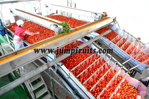 tomato jam processing plant