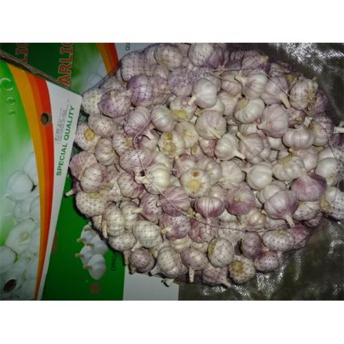 Sale Fresh Garlic 2019