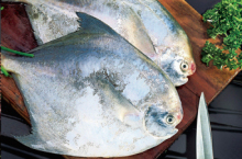 Fresh frozen pomfret wholesale