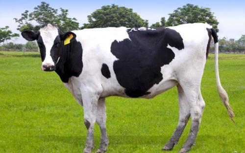 Enzim Kompleks untuk Ensilage Feed Ruminant