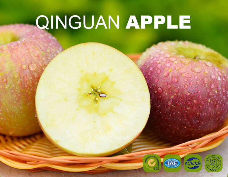 Shaanxi Fresh big red qinguan apple