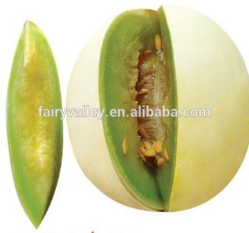 High Sweetness hybrid sweet melon seed for growing-TG040B