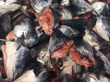 Frozen Salmon Heads 400-500g