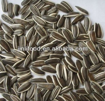 BLACK SUNFLOWER SEEDS 5009 Bulk