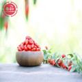 Nhà máy GMP bán chạy nhất Organic Goji Berries