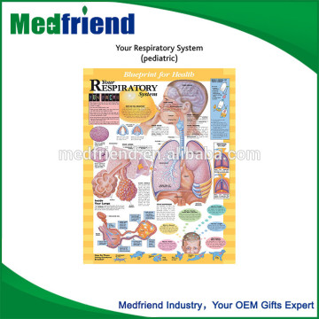 Cheap Wholesale Your Respiratory System(pediatric) Chart