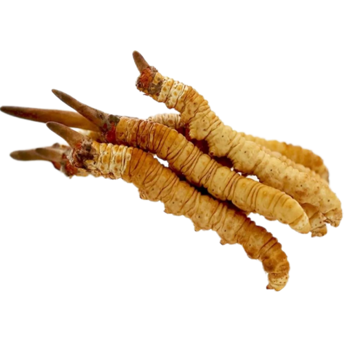 Cordyceps Myzelpulver 7% UV