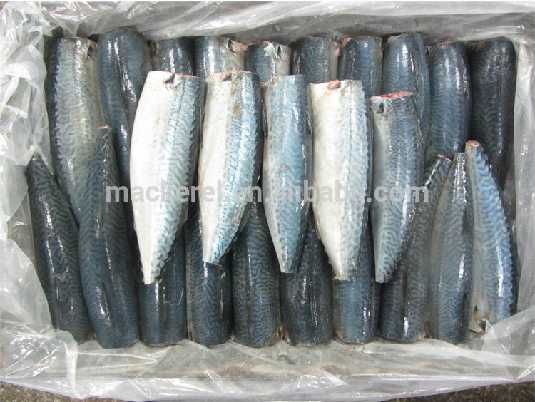 جودة عالية الكاملة تنظيف HGT Pacific Mackerel Round Frozen Fresh Sea Chub