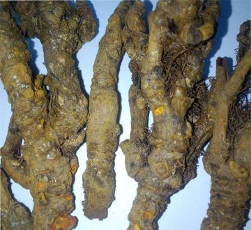 chinese herbs Radix coptis