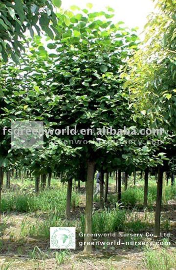 magnolia flowering trees