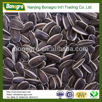 bulk sale sunflower seeds 5009