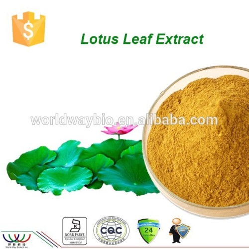 100% fresh lotus leaf extract /lotus leaf extract powder with 20% Flavonoids by UV