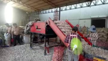 Supplied Chinese Fresh Garlic with design packing