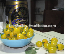 Hybrid Cherry tomato seeds for growing-Sweet Bite 01