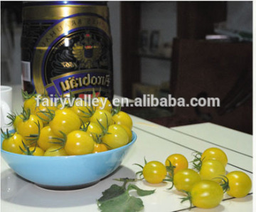 Hybrid Cherry tomato seeds for growing-Sweet Bite 01