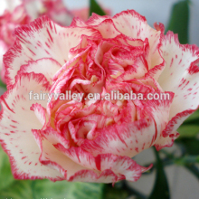 Beautiful Carnation Seeds Dianthus caryophyllus seeds for Sowing