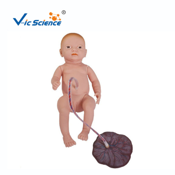 Neonatal Umbilical Cord Nursing Model