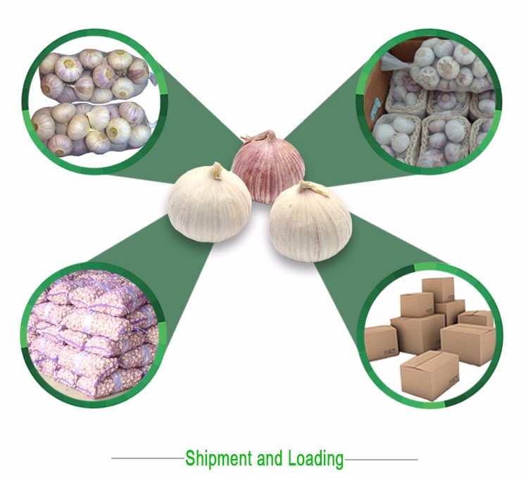 China farm fresh solo garlic