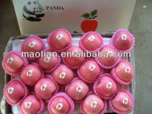 Yantai fuji apple