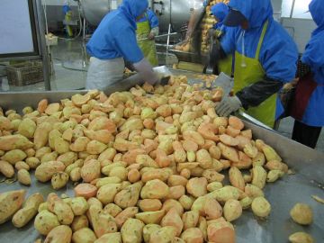 Factory producing AD yellow sweet potato