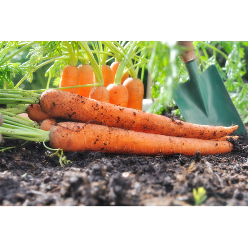 nuovo raccolto di carota fresca
