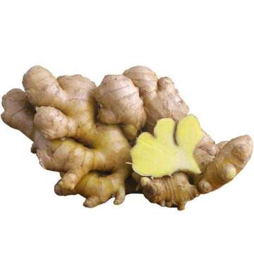 Ginger Exporter Wholesale Fresh Ginger with Good taste