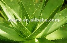 Aloe Vera Extract
